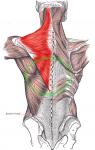 380px_Trapezius_Gray409.JPG