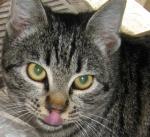 cat2.JPG